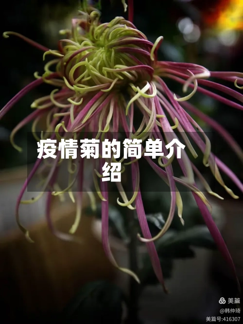 疫情菊的简单介绍
