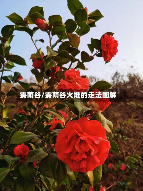雾荫谷/雾荫谷火堆的走法图解