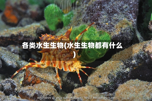 各类水生生物(水生生物都有什么)