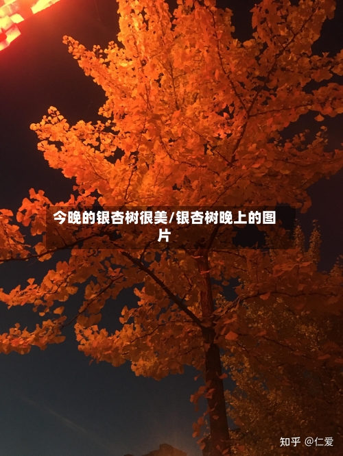 今晚的银杏树很美/银杏树晚上的图片-第2张图片