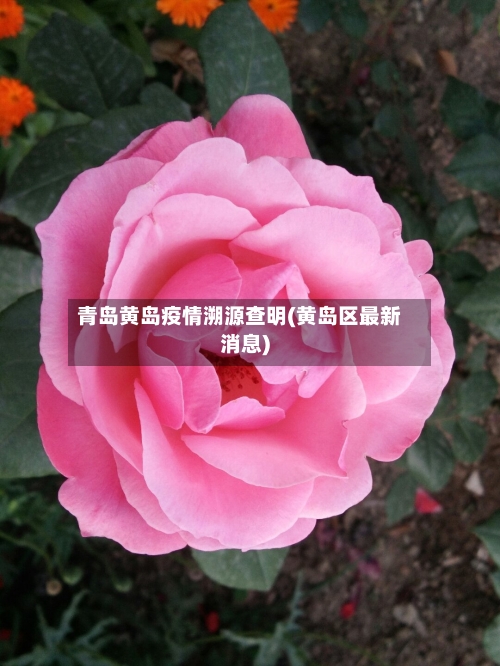 青岛黄岛疫情溯源查明(黄岛区最新消息)-第2张图片
