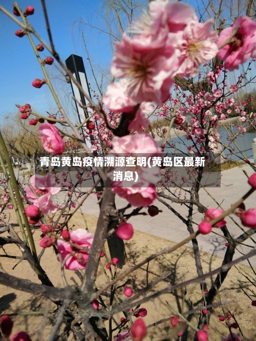 青岛黄岛疫情溯源查明(黄岛区最新消息)